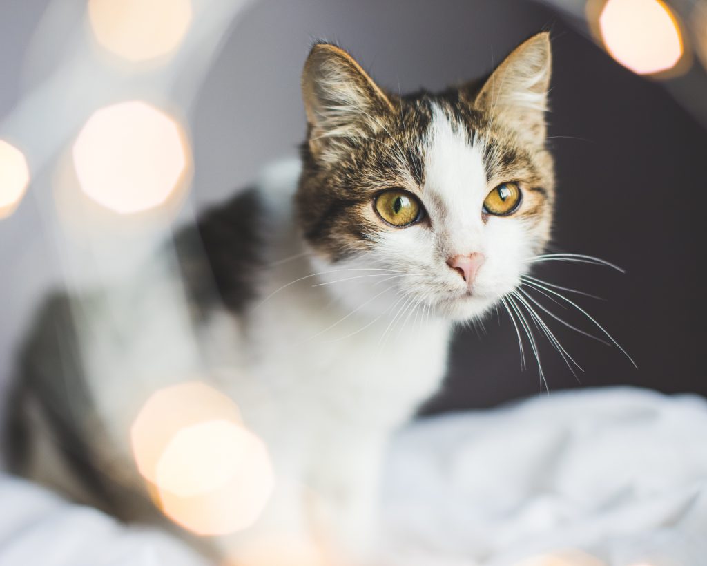 #Омелян_мріє_про_дім