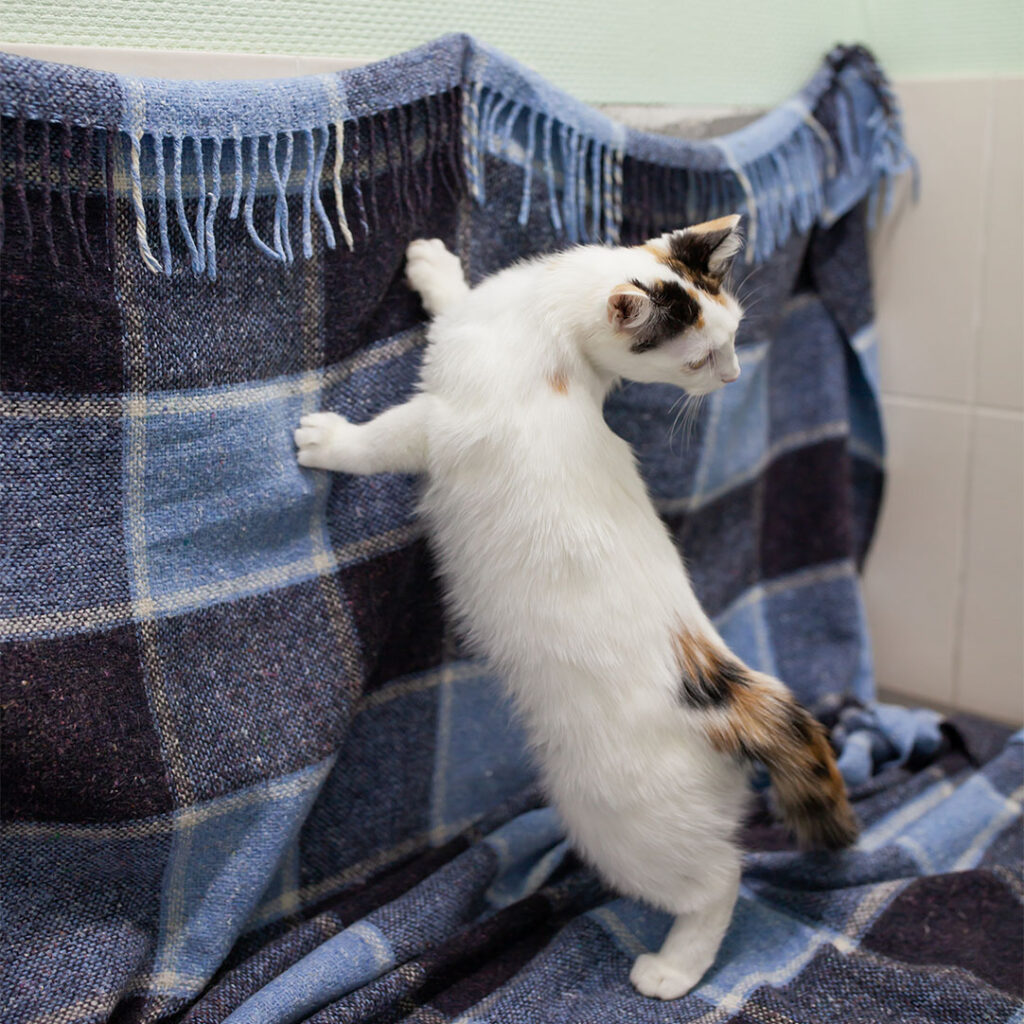 пухнасте диво