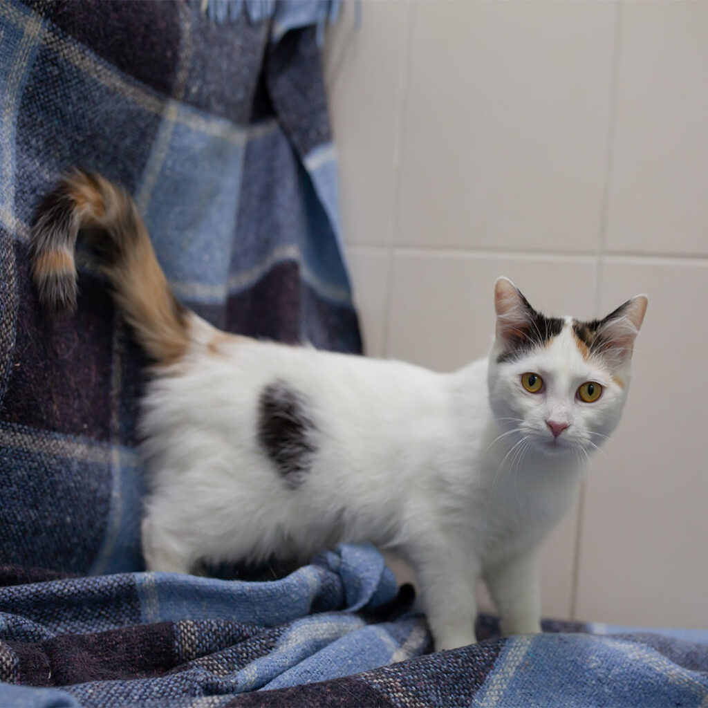 Анжеліка - пухнасте диво