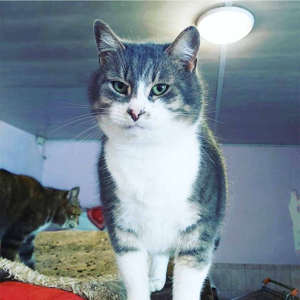 Честер біло сірий кіт