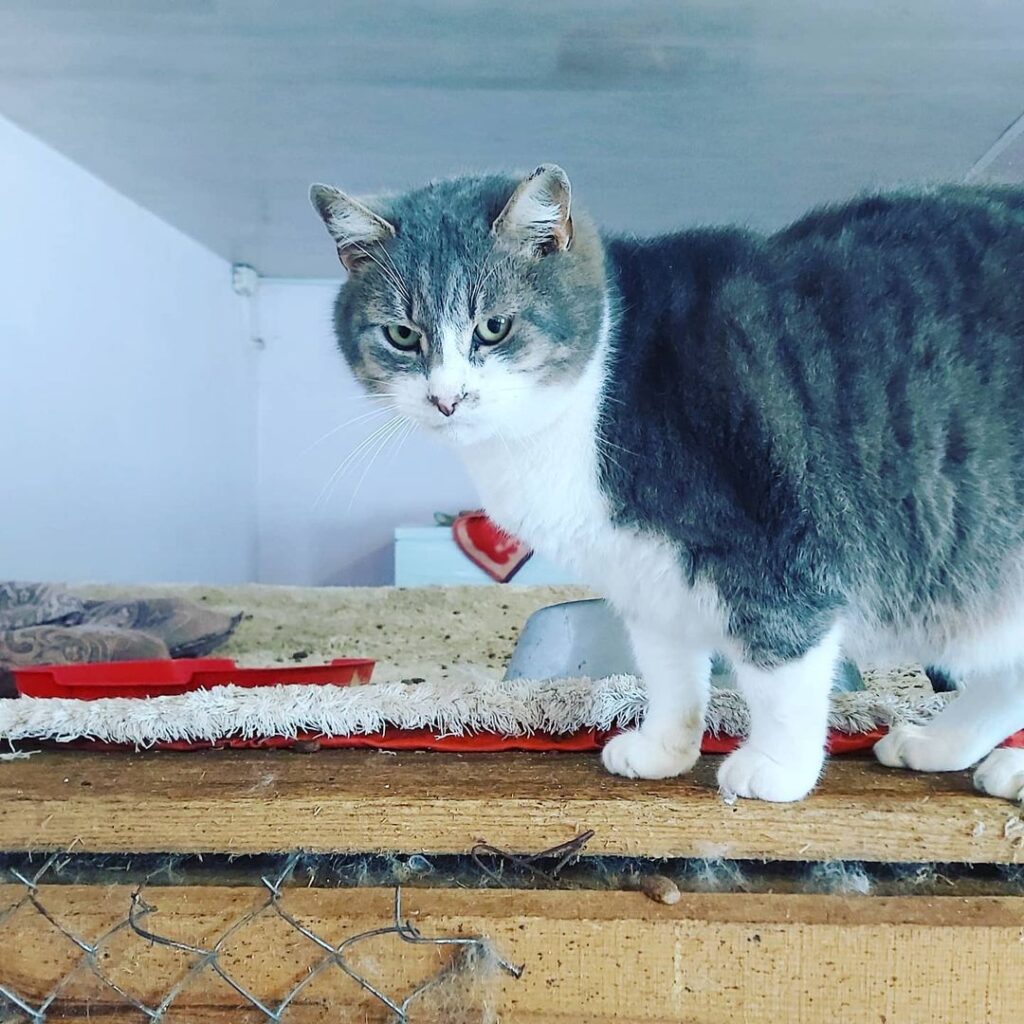 Честер сірий кіт