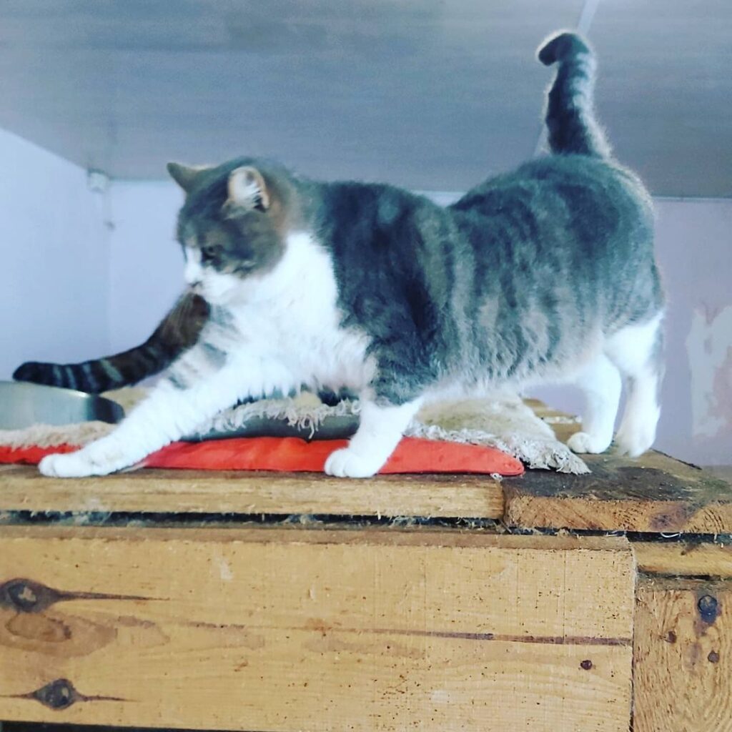 Честер білий кіт