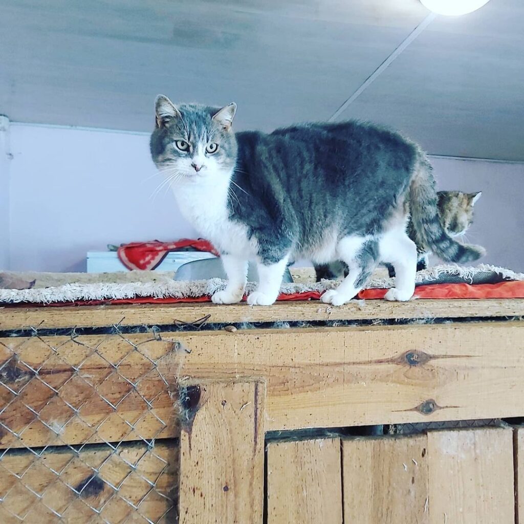 Честер біло сірий кіт