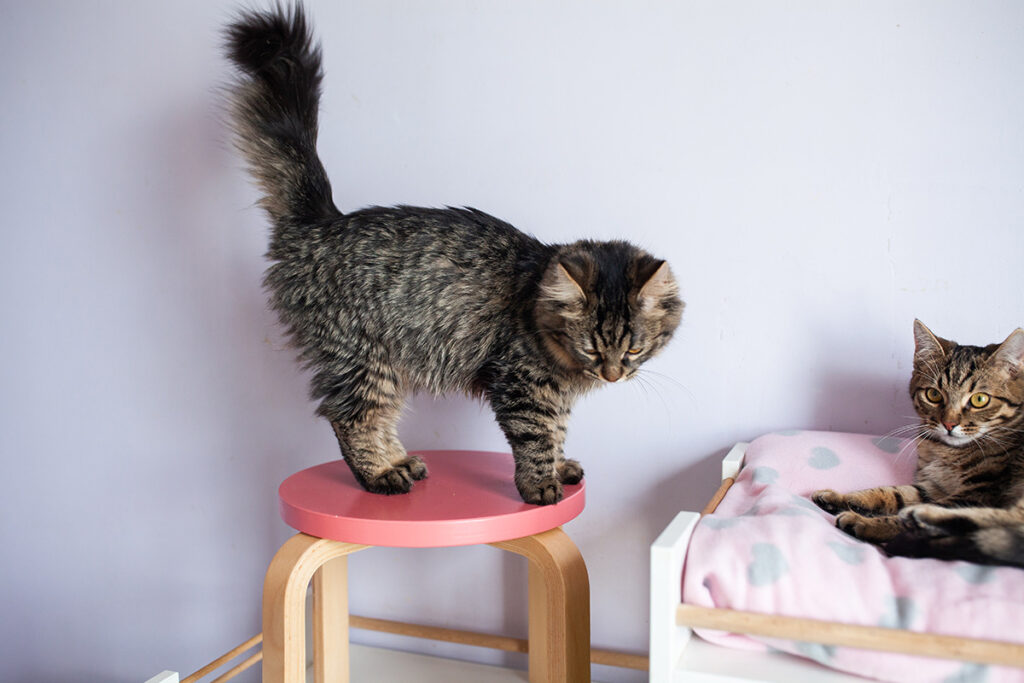 Кумедна киця