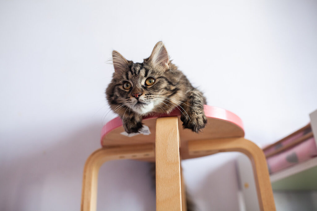 Кумедна киця