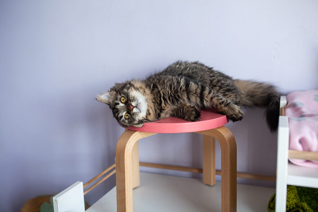 Флаффі котик