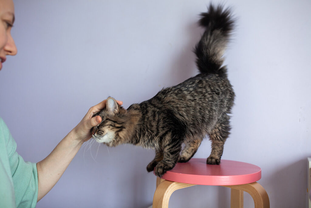 Флаффі котик