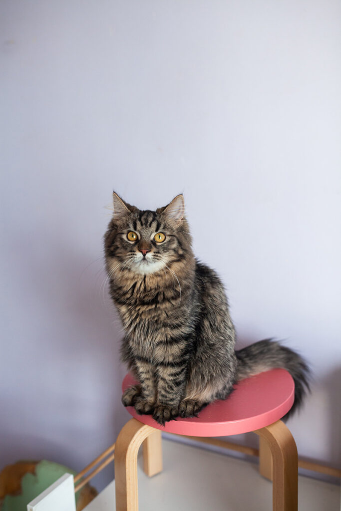 Флаффі котик