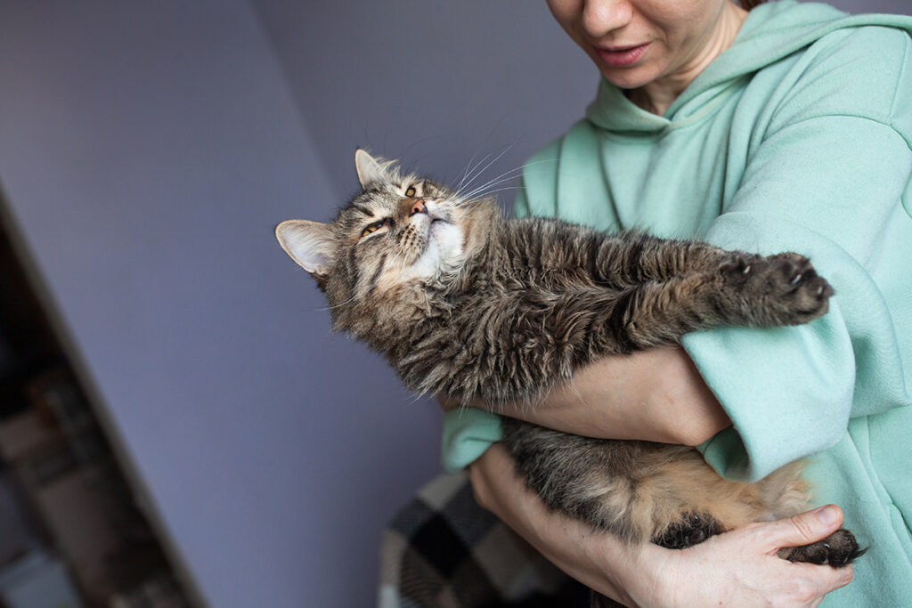 Флаффі котик