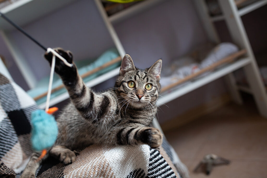  Котик Гострий Кіготь