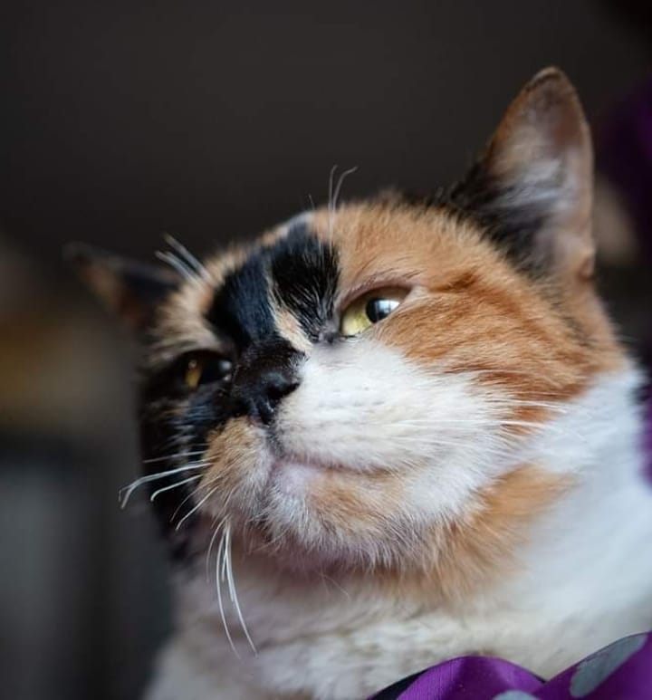 Доросла киця