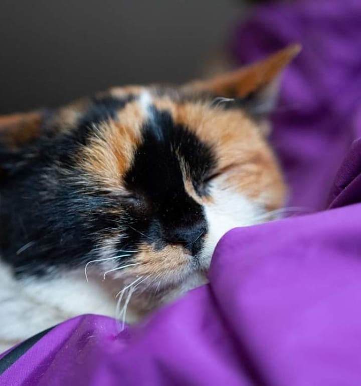 лагідна киця