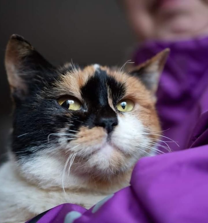 пухкенька киця