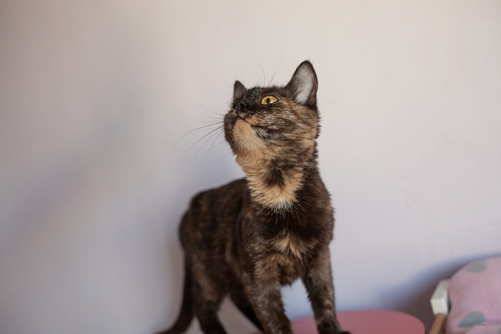 киця черепашка