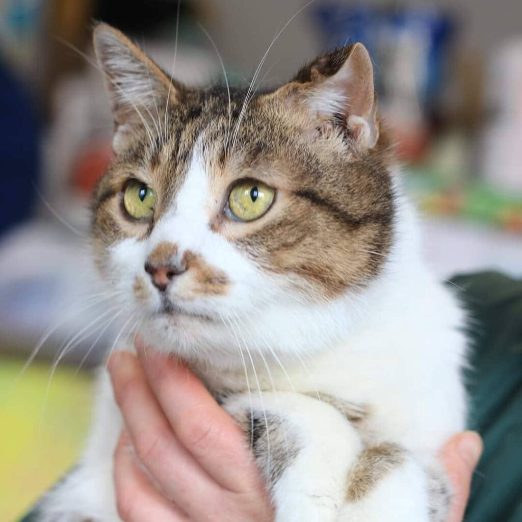 Сумне кошеня Міроша