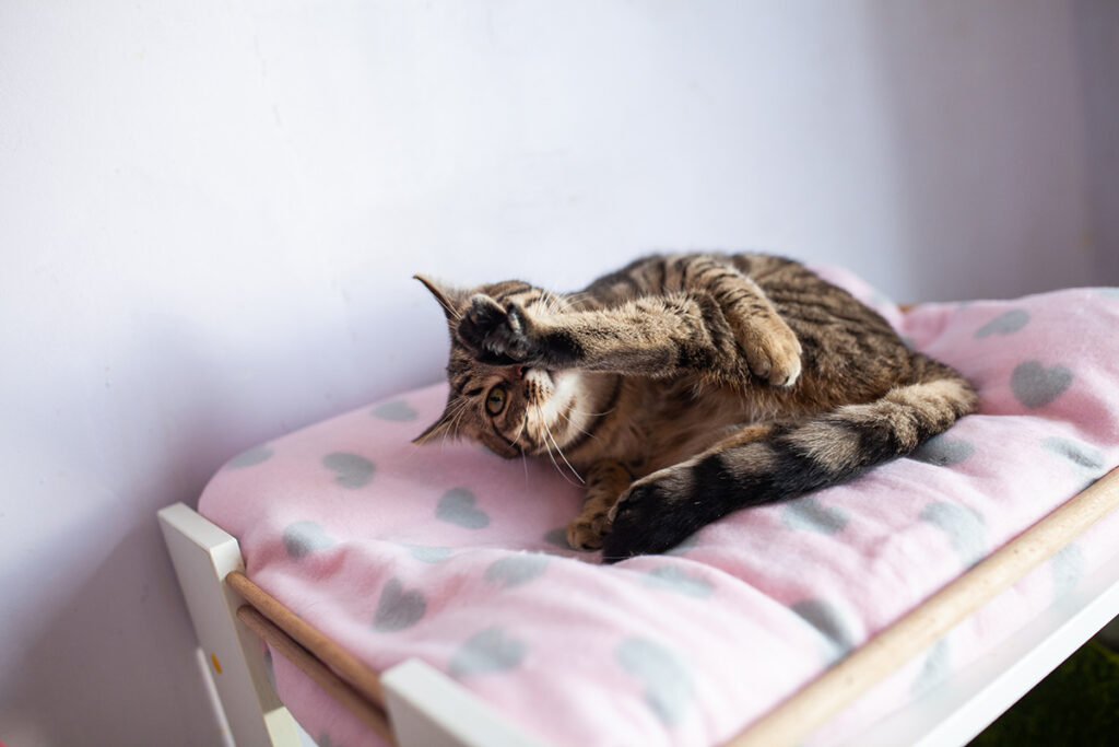 кошеня хвилясте