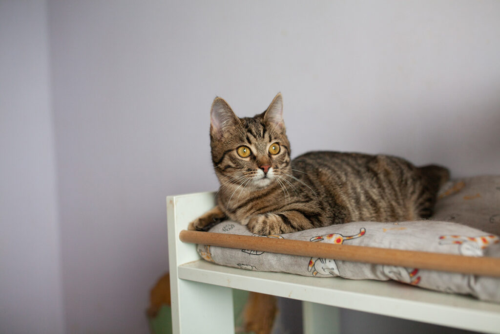 Тоффі кошеня