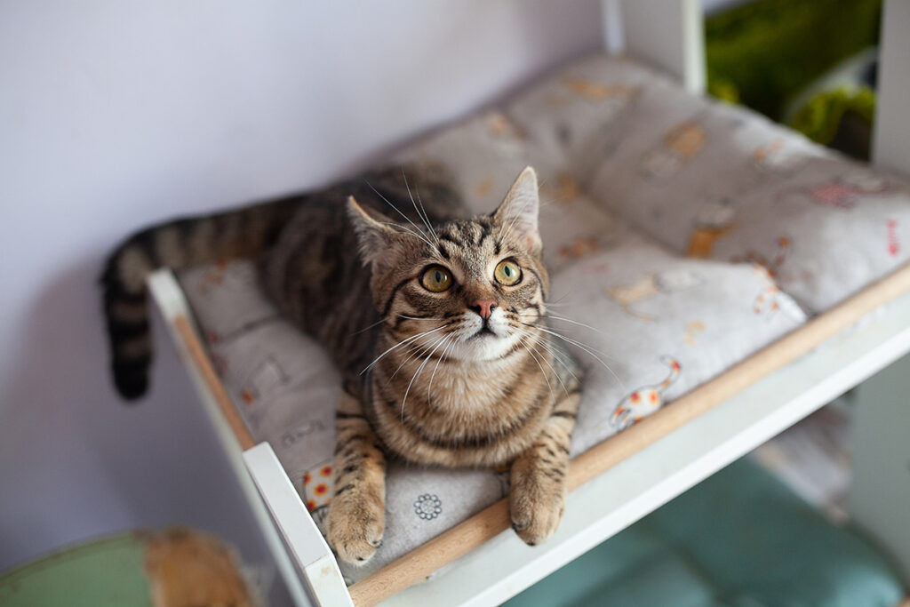 Тоффі кошеня