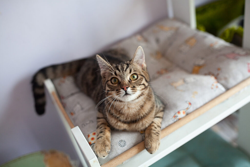 Тоффі кошеня