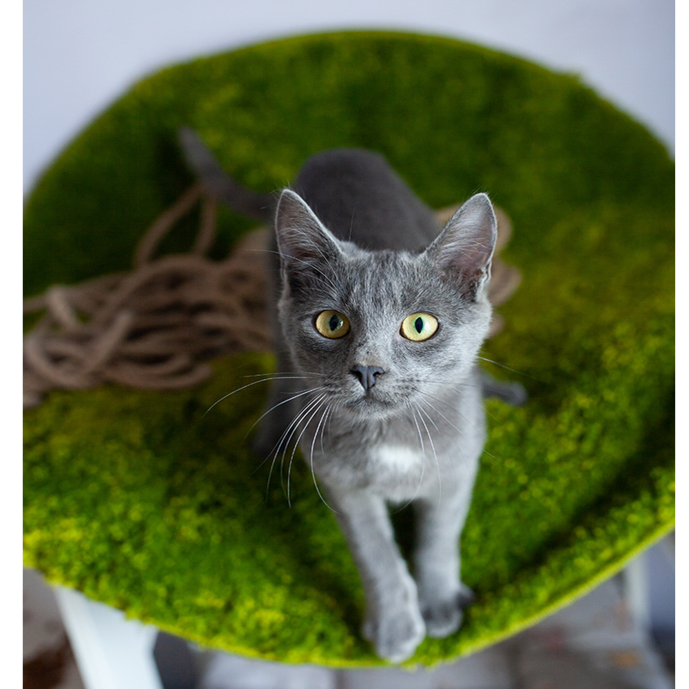 Сірий котик Зайка