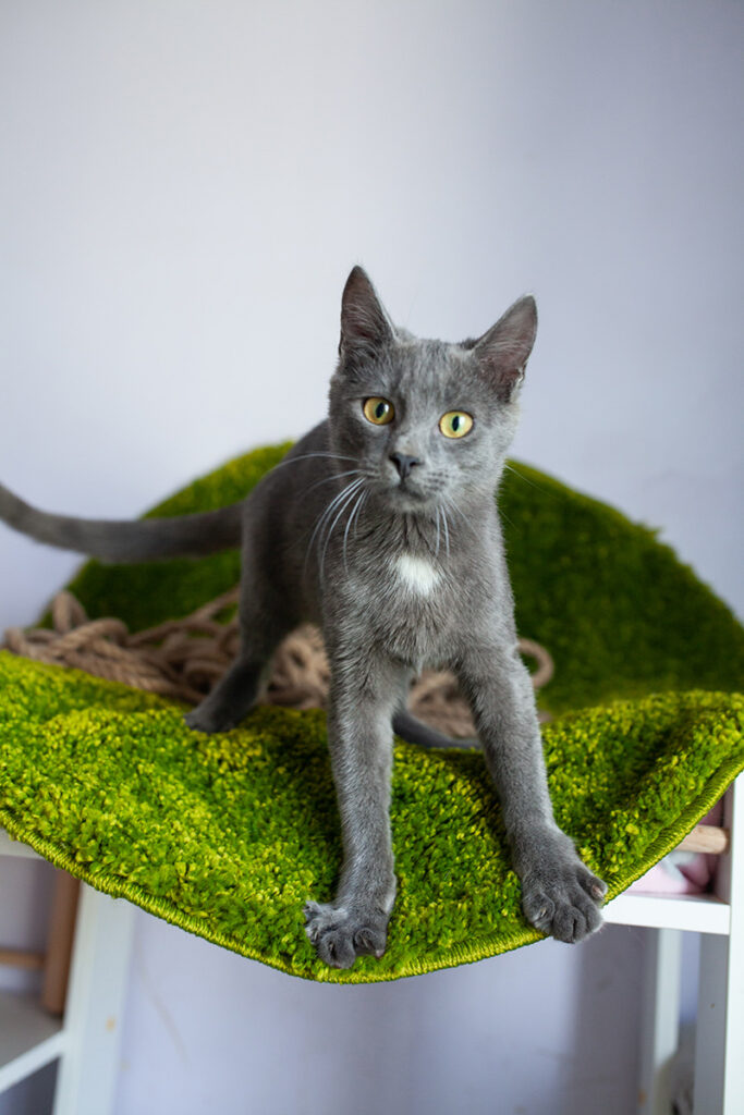 Сірий котик Зайка