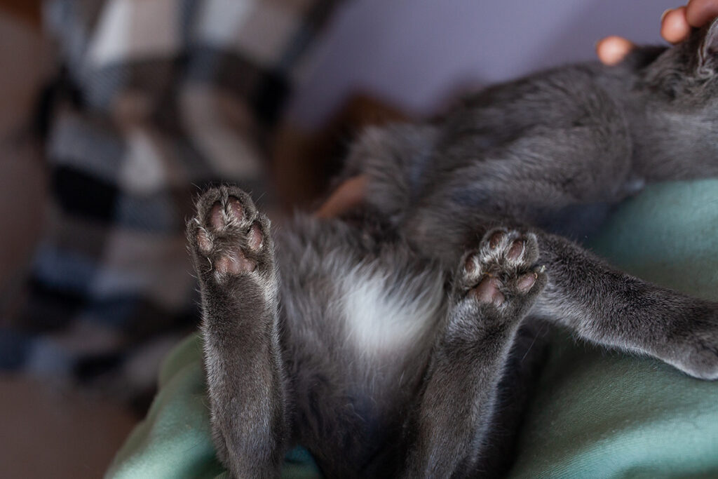 котик Зайка