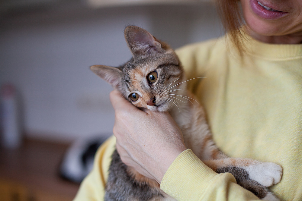 Красива киця Булочка