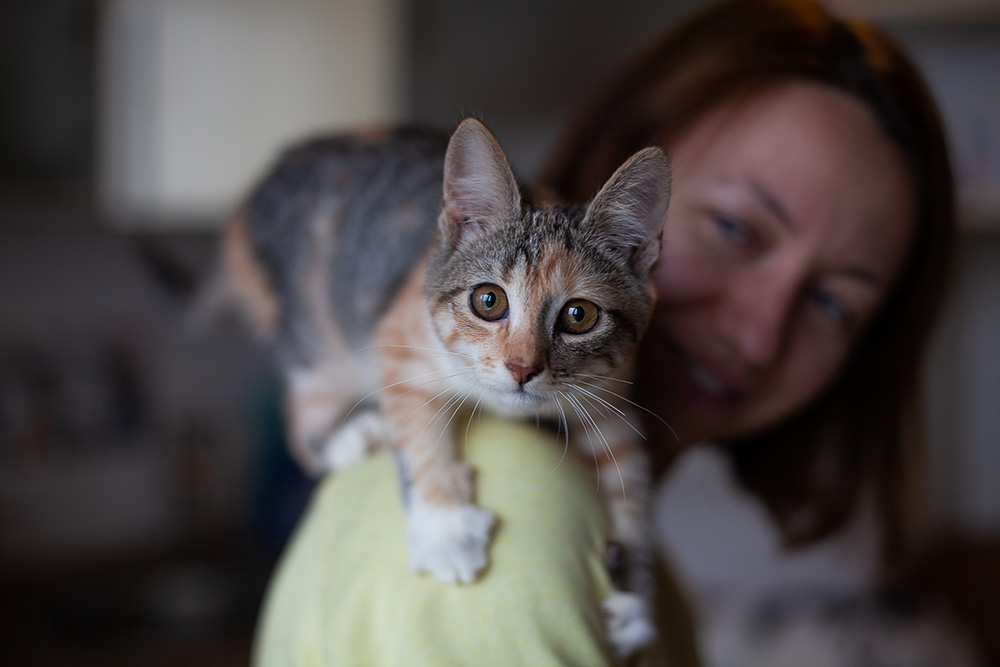 Красива киця Булочка